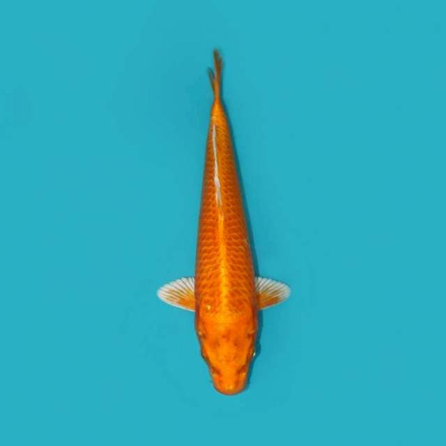 ORENJI_OGON 30 CM