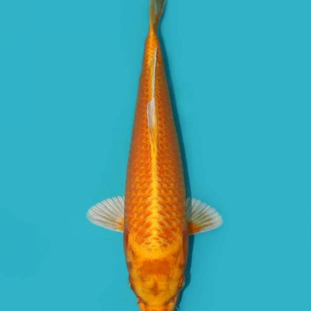 ORENJI OGON 32 CM