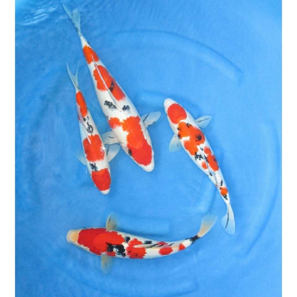 Paket F1 4 Taisho Sanke