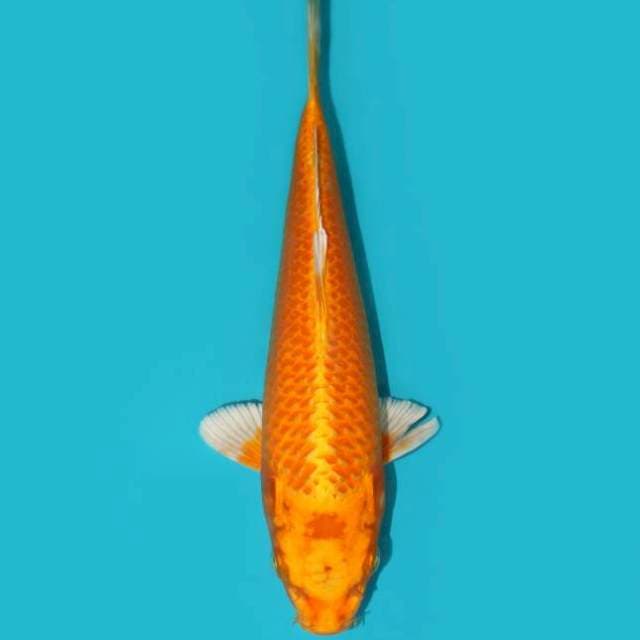 ORENJI GINRIN 25 CM