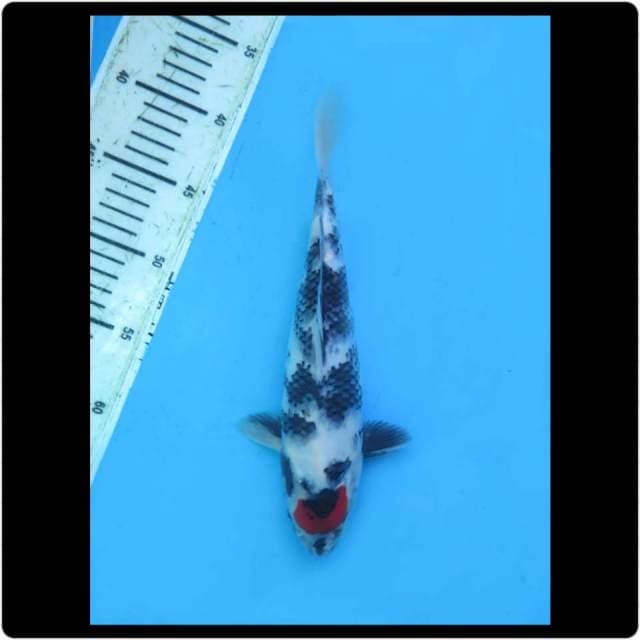 32cm - Male - Real Tancho Showa