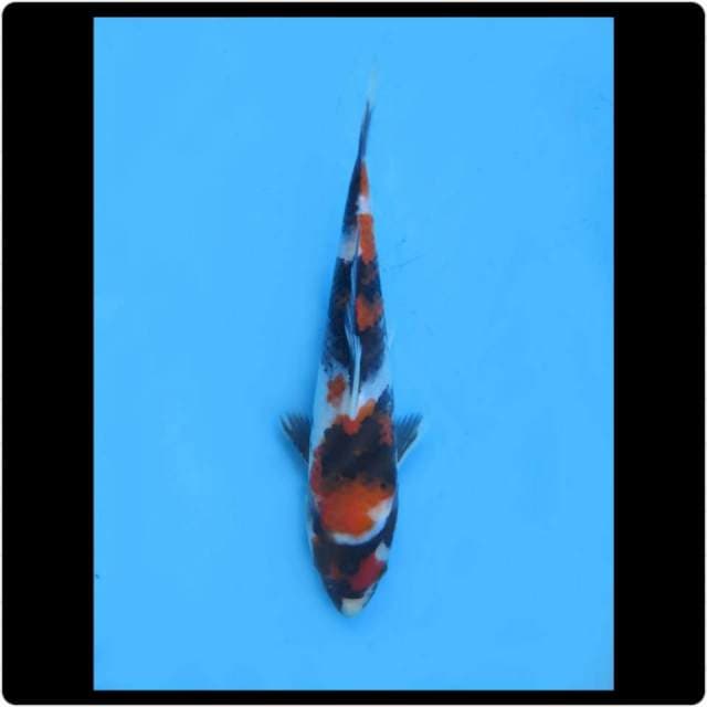 20cm - Male - Real Showa Baby Prospek