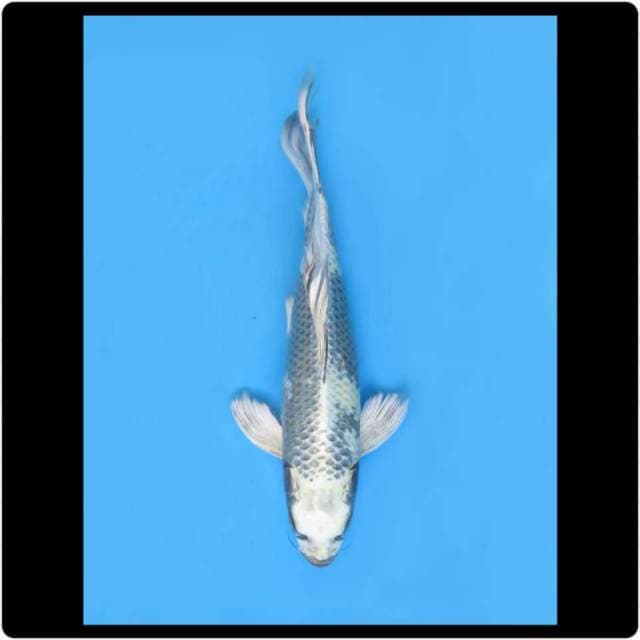 36cm - Male - Kumpay Koleksi No Bocor