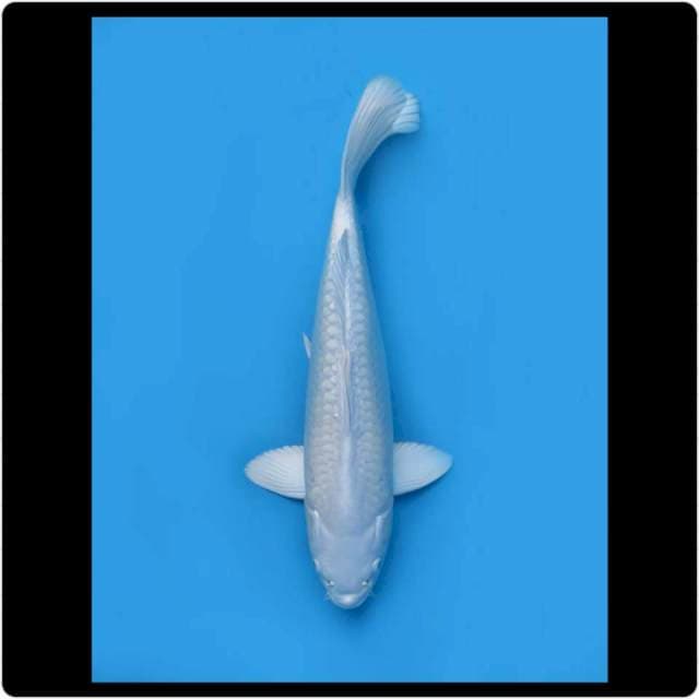 37cm - Male - Platinum Super Bersih