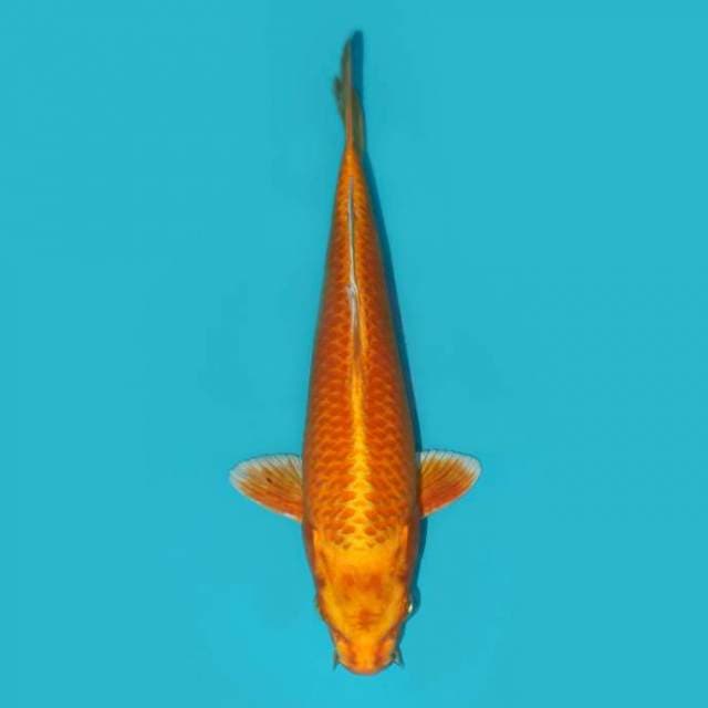 ORENJI OGON 27 CM
