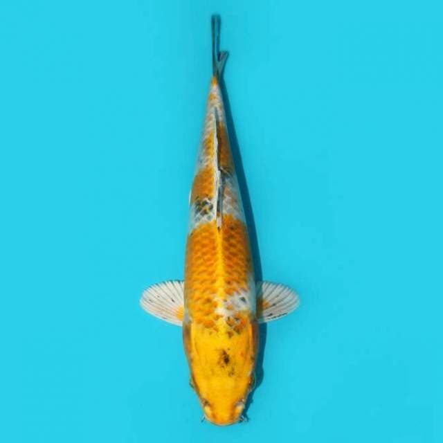 KIN KI SHOWA TATEGOI 25 CM