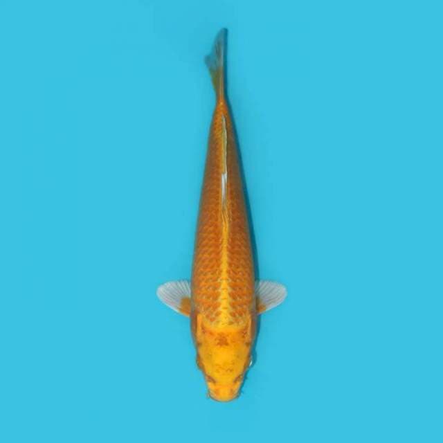 YAMABUKI OGON 27 CM