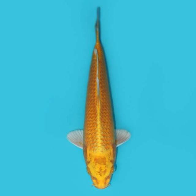 YAMABUKI OGON 29 CM