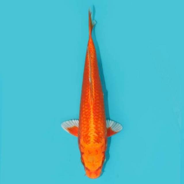 ORENJI OGON 20 CM