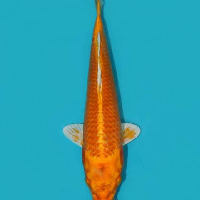ORENJI OGON 26 CM