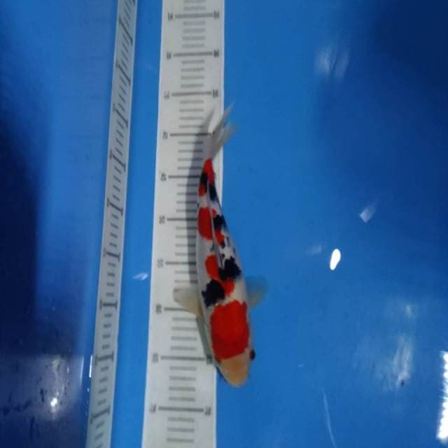 Sanke SQ POOL - 30cm