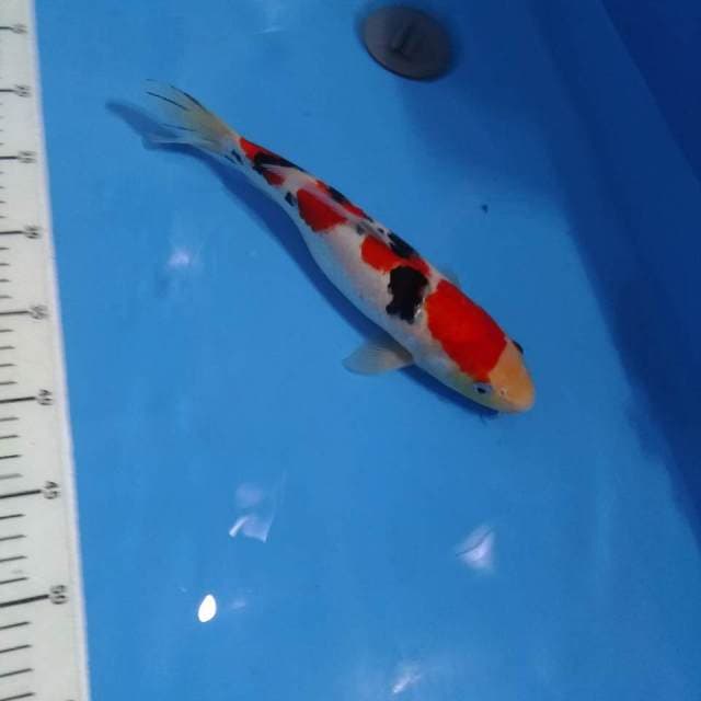 Sanke SQ POOL - 30cm