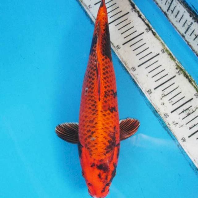 KIN KI UTSURI
