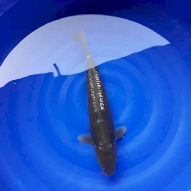 LANGKA PENJINAK KOLAM JUMBO