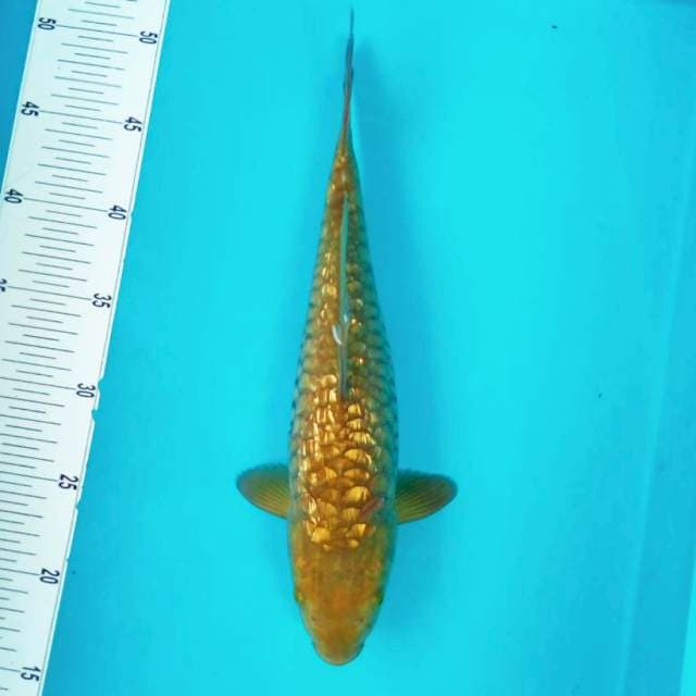 2. CHAGOI FULL GINRIN #33CM