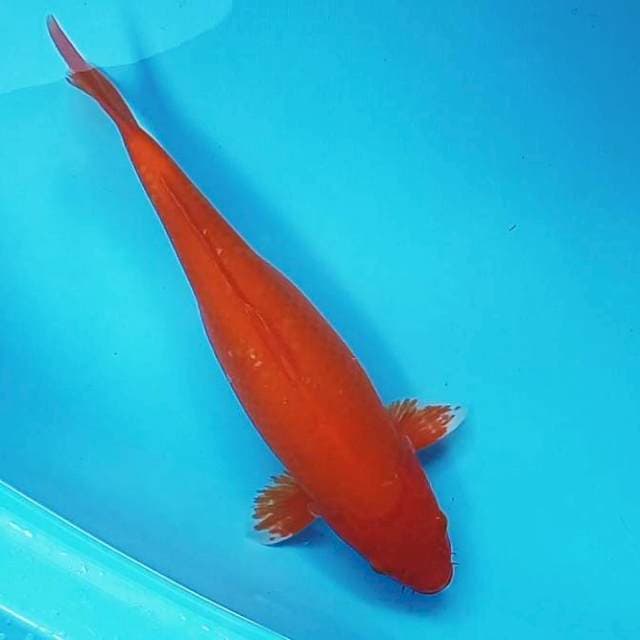 10. JUMBO AKA #45CM