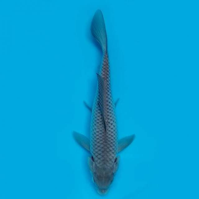 24CM - SORAGOI 1008