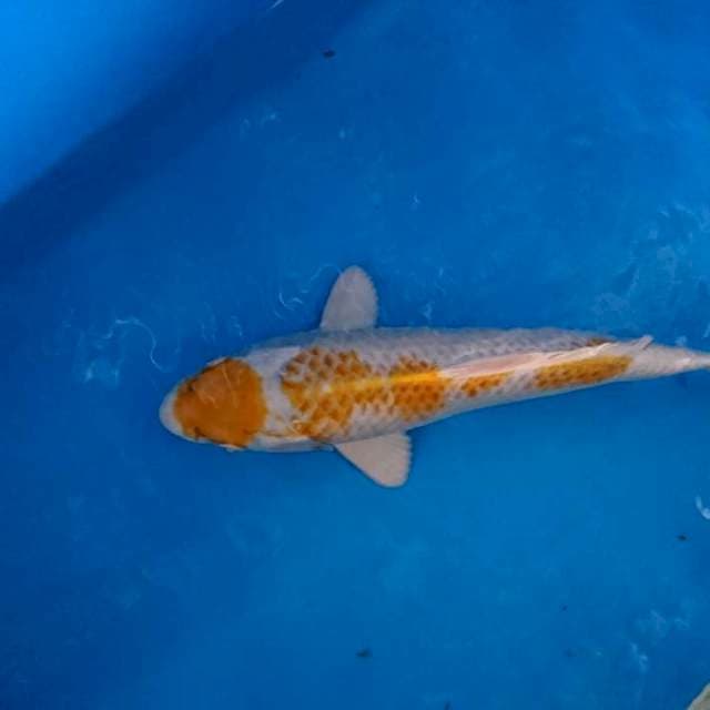 Maruten hariwake