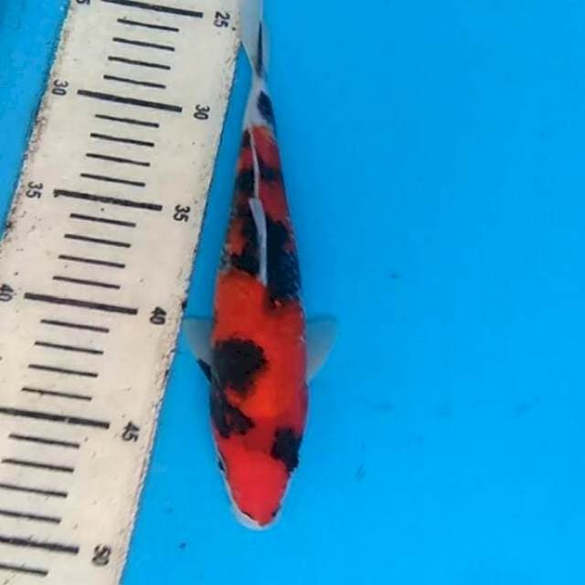 Showa 23cm