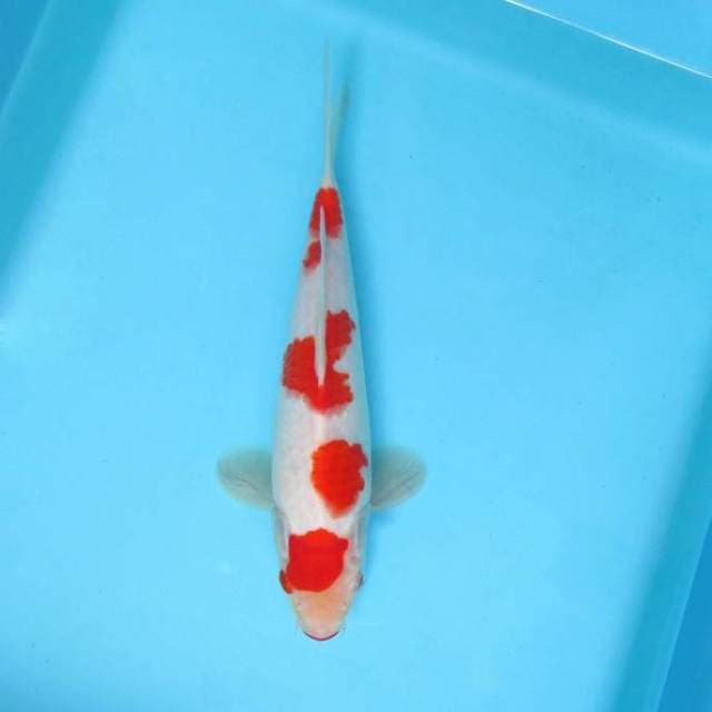 III. JUNAKOI ( KOHAKU 4 STEPS )