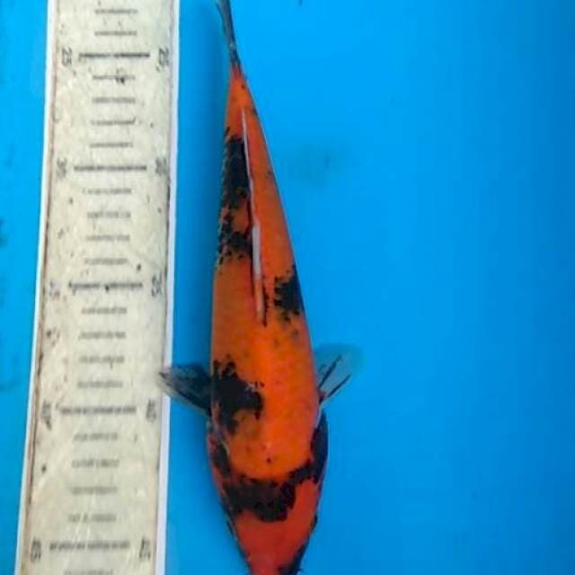Hi showa 23cm