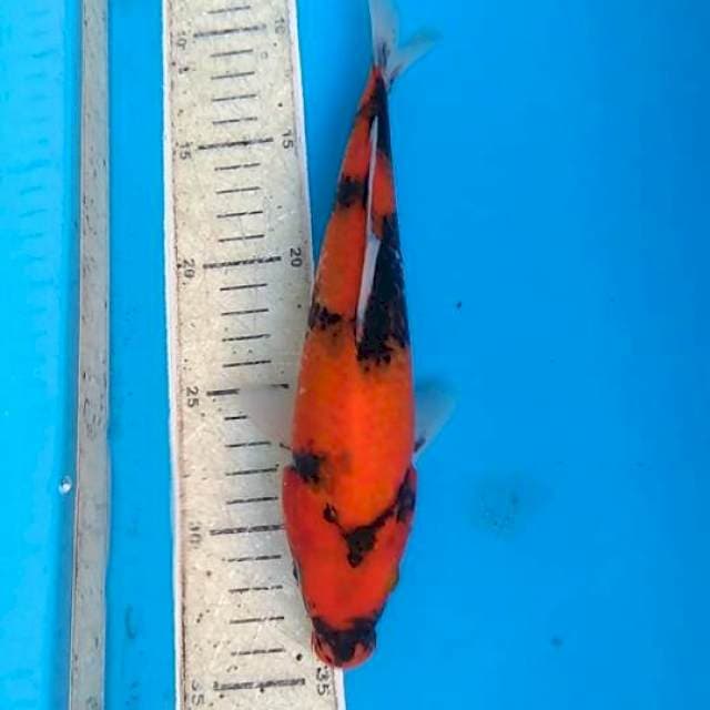 Hi showa 24cm