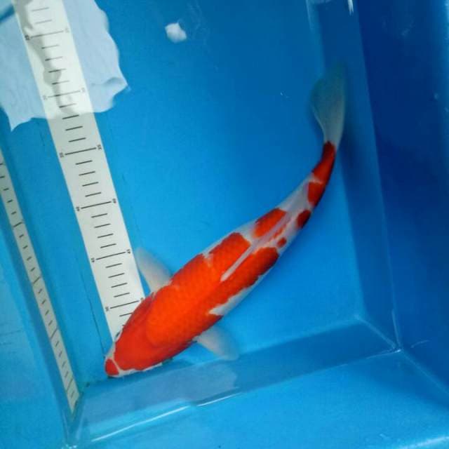 Original Bulky 36 cm