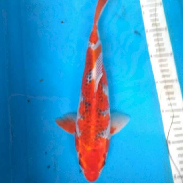 GOSHIKI RED STRONG 31cm