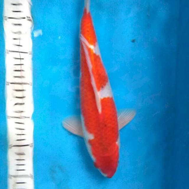 GOSHIKI RED STRONG