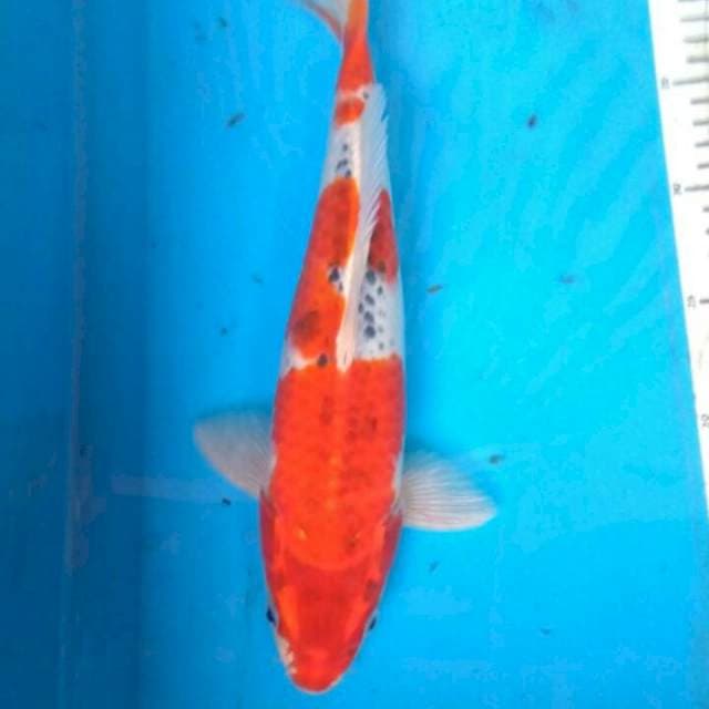 GOSHIKI RED STRONG