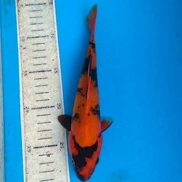 Utsuri 25cm