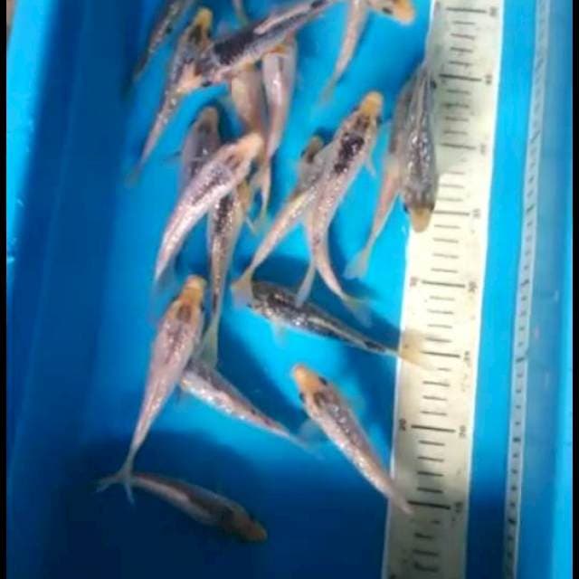 Asagi Ginrind 25ekor
