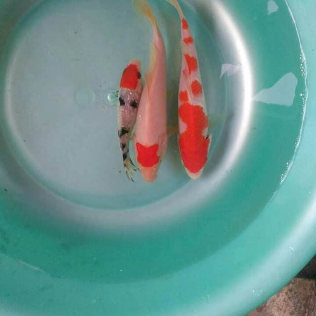Sk mix koi