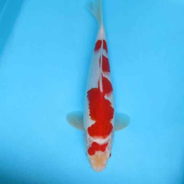 VIII. JUNAKOI ( KOHAKU )