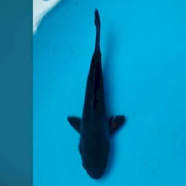 23CM - KARASU