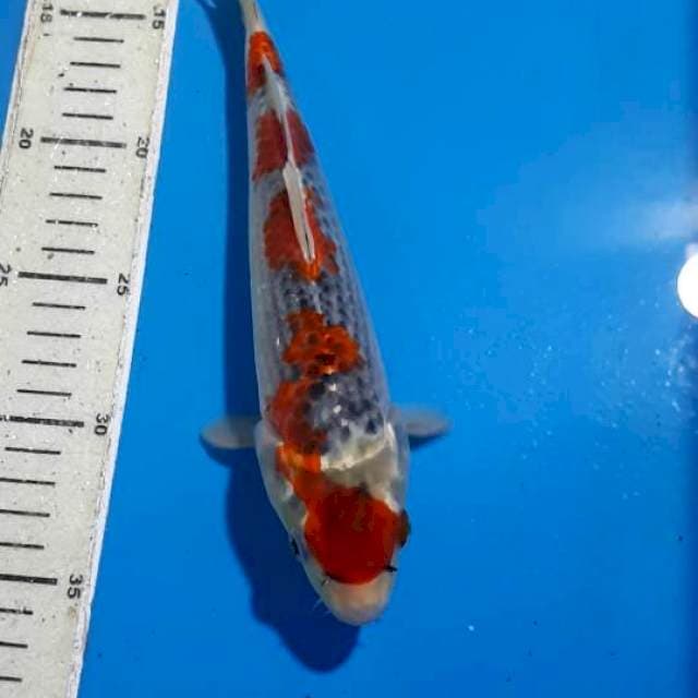 MARUTEN GOSHIKI 25 CM