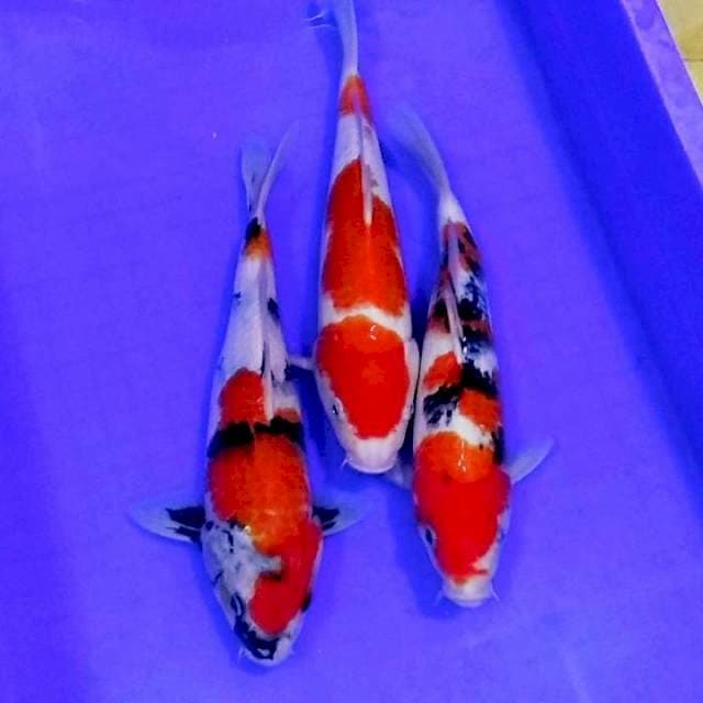 Trio gosanke istimewa