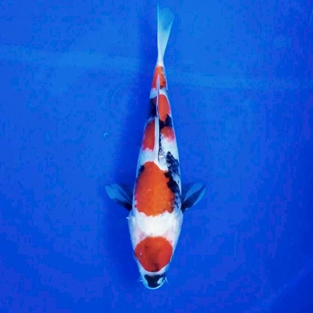 Maruten Showa ||25cm