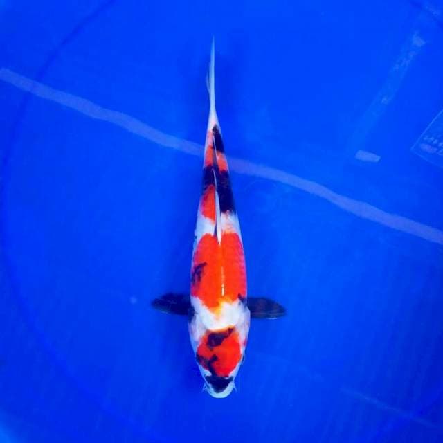 Maruten Showa ||27cm