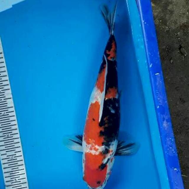 Showa Semok 43
