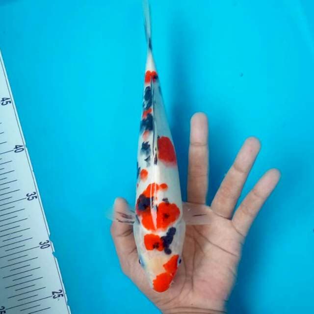 sanke*27cm