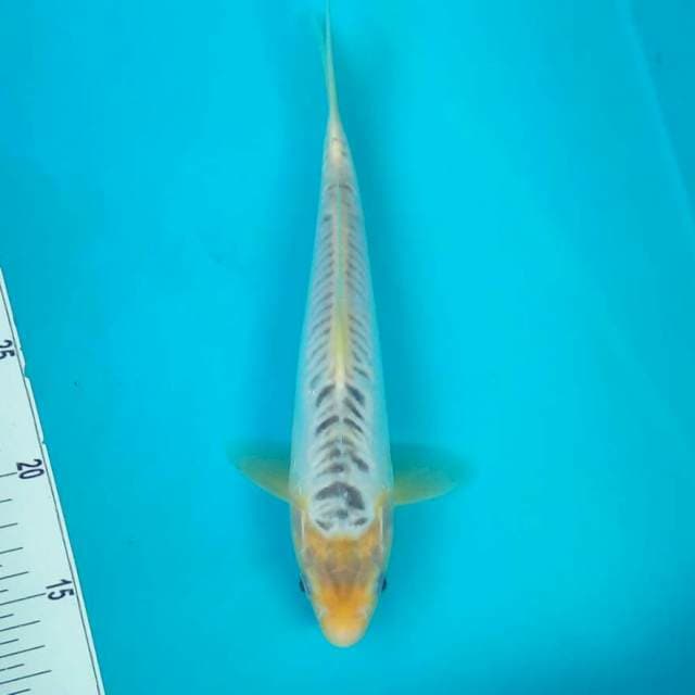 shusui*25cm