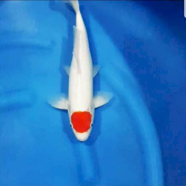 Thanco Kohaku Good Skin