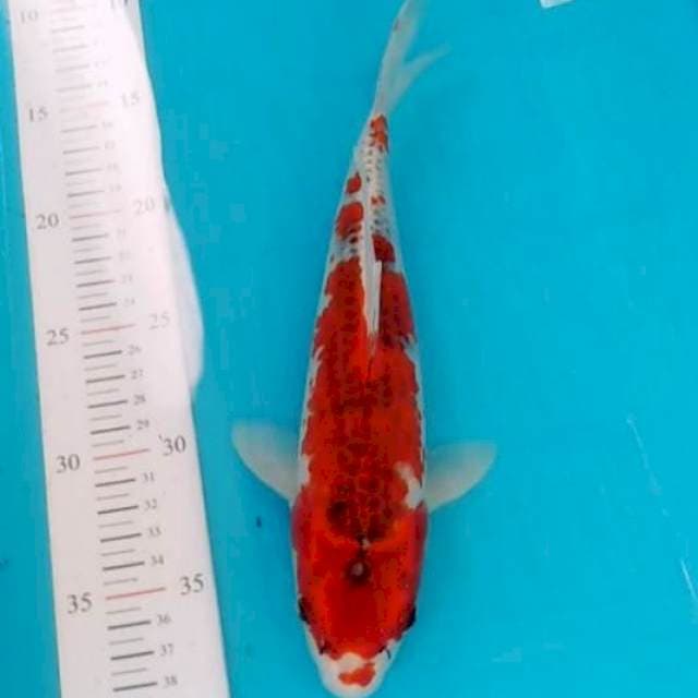 Goshiki jos 26cm