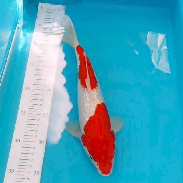 Kohaku merah ginrin 30cm