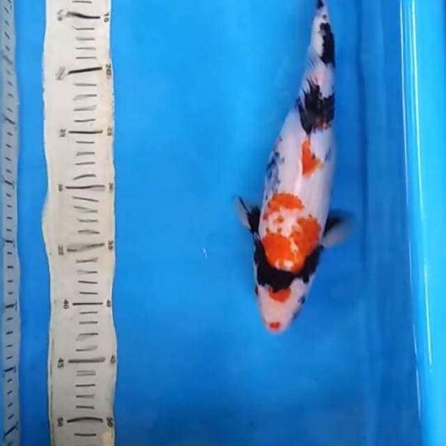 KINDAI SHOWA KANOKO JUMBO