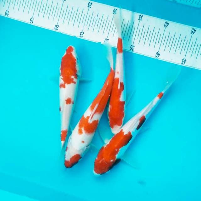 C. KOHAKU #26-30CM