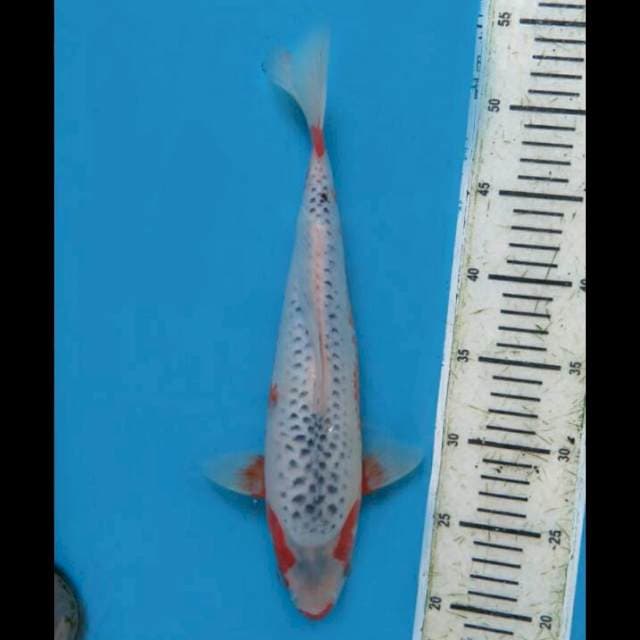 33cm Male - F2 Asagi Tategoi