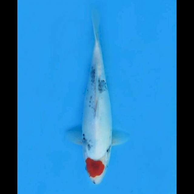 36cm Female - Tancho Showa Tategoi Prospek