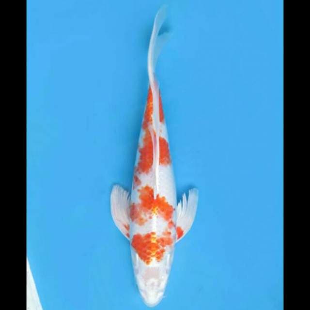 39cm Male - Kumpay Hariwake Uniq
